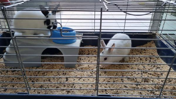 למכירה כלוב ארנבים גדול כולל