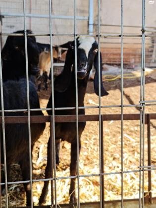 עזים שאמי ירדני ויש אלפיני