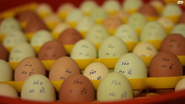 תרנגולות מארנס מטילות יש גם