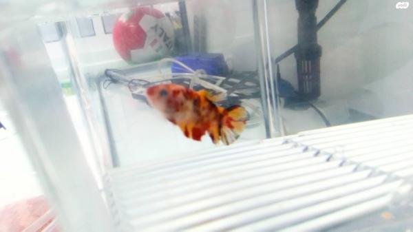 דג קרב זכר ודג