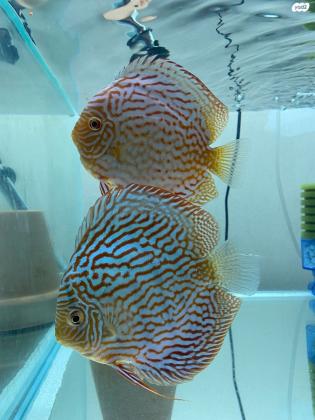 מגוון רחב של דיסקוסים למכירה