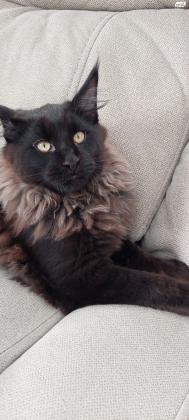 מיין קון בנים ובנות מחוסנים,הורים