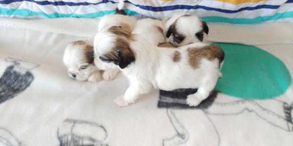 גורי שיצו ננסי