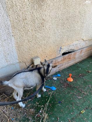 עז ננסי למכירה, יש לנו