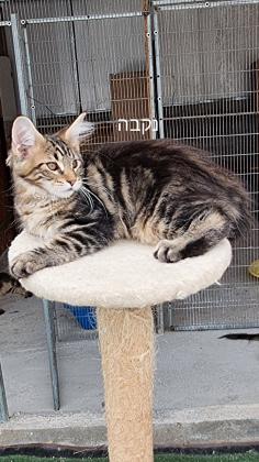 5 גורי מיינקון מדהימים בני