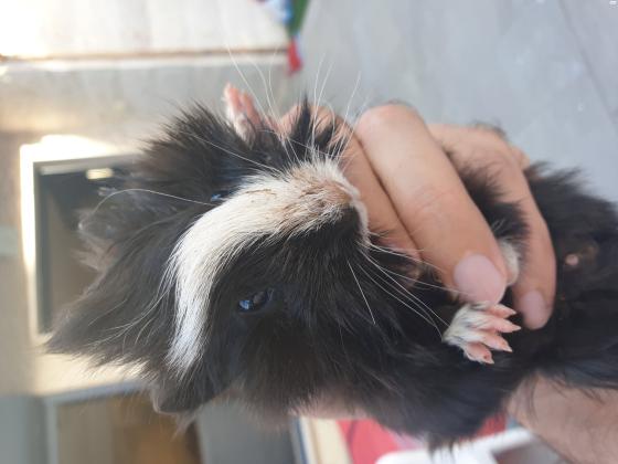 ארנבות ננסיות מהממות ויפייפיות, בנות