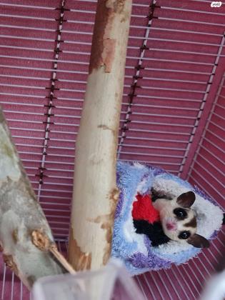 כיסנאי דואה/שוגר גליידר נקבה כמעט