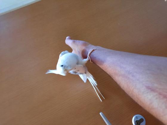 קוקטייל האכלת יד ברמה שורק