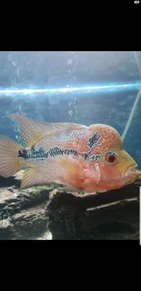 פלאוור רד דרגון גדול ויפיפה למכירה