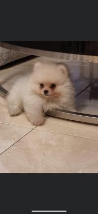 פומרניאן טדי בר  זכרים