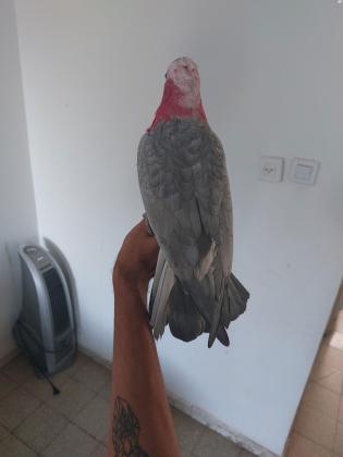 למכירה קקדו גאלה אכלת יד