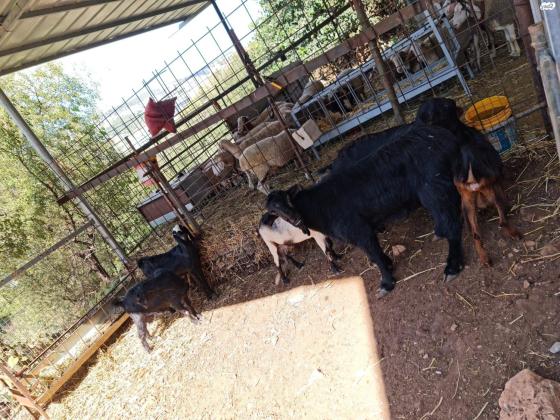 עזים שאמי ירדני ויש אלפיני