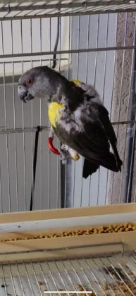 נקבה רופל בדוקת מין בת 4 בוגרת לעבודה