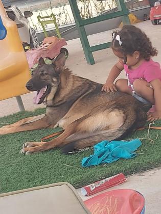 היי למסירה כלב רועה גרמני בן 2