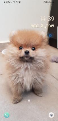פומרניאן טדי בר  זכרים