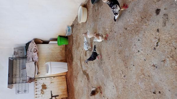 יונים פרסים ודוארים למכירה