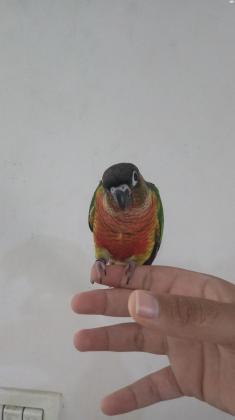 קוניור גרינציק ילו סייד רד