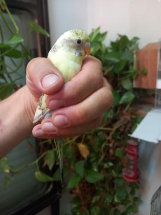 זוג תוכונים פעיל אוסטרלים/ אנגלים