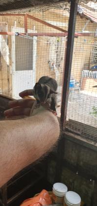 שוגר גליידר (כסנאי דואה )