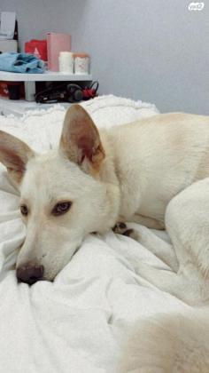 לברדור מעורב, אנרגתית מאוד ואוהבת