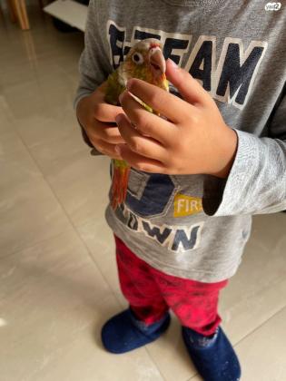 גרינציק אננס יפיפה אכלת יד