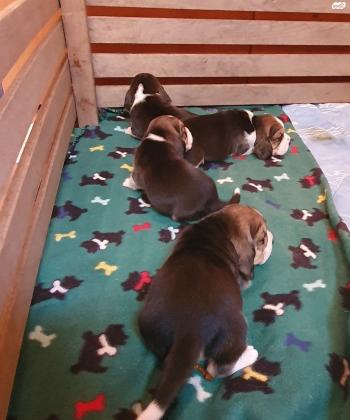 גורי ביגלים גזעיים בני שבועיים