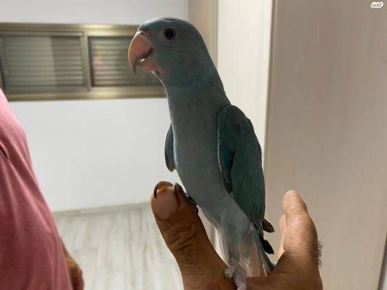 למכירה דררה כחולה האכלת יד