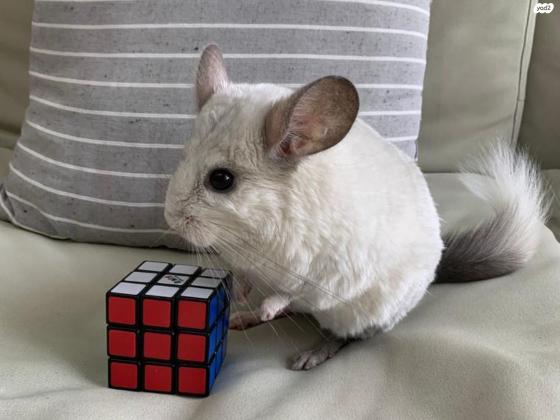 למחירה 2 צ״ינצ״ילות יחודיות ויפיפיות+