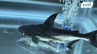 דג כריש גודל 17 ס״מ