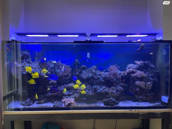 אקווריום 1000 ליטר מים מלוחים