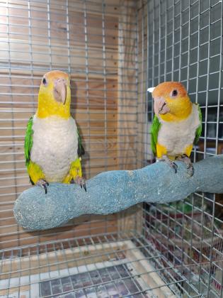 זוג קאיק גינגי מטובעים 19