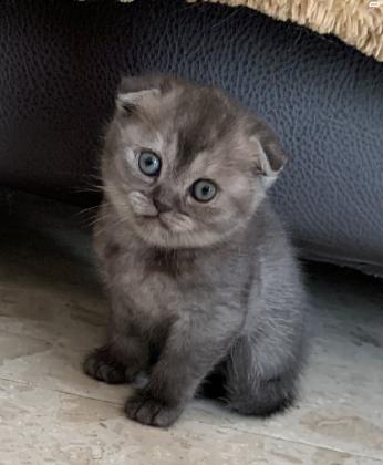 חתולים סקוטי פולד למכירה