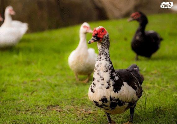 ברווזים ברברים מהממים ומטופלים למכירה