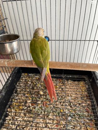 גרינציק אננס יפיפה אכלת יד