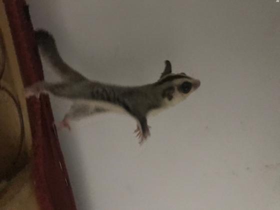 סנאית מעופפת/שוגר/גליידר למכירה בת 1