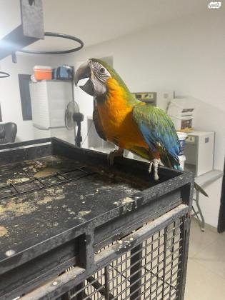 גוזלי ארות ברמה גבוה