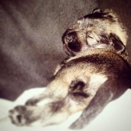 גורים שנאוצר ננסי , מי