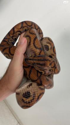 בואה קשת ברזילאי, זכר בוגר