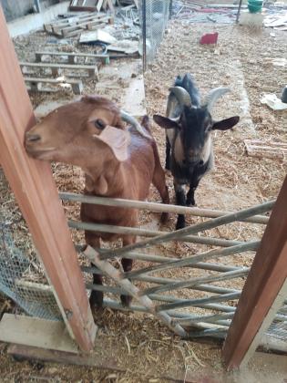 צמד עיזים ננסיות זכר ונקבה