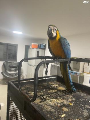 גוזלי ארות ברמה גבוה