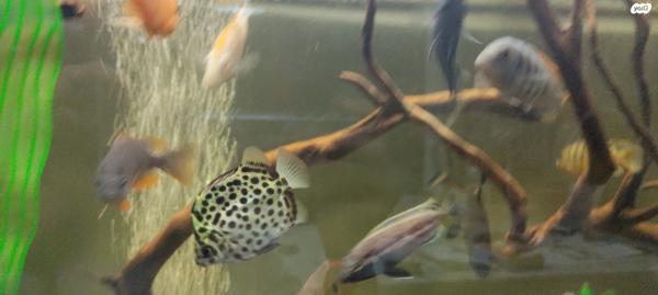 סקטפגוס ירוק 50עוד סוגי דגיםציקלידים