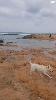 לברדור מעורב, ידידותית ואוהבת לשחק