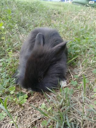 גורי ארנבים בני חודש ,