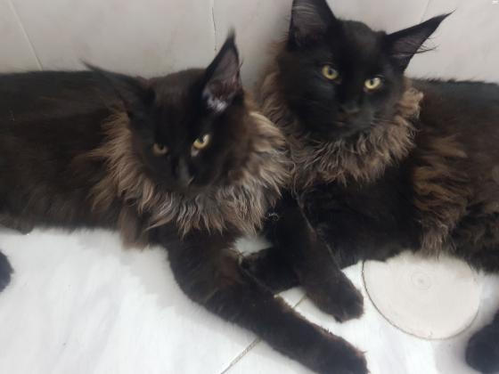 מיין קון בנים ובנות מחוסנים,הורים