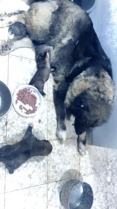 למכירה גורי רועה קווקזי ברמה