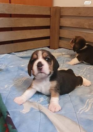 גורי ביגלים גזעיים בני שבועיים