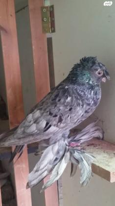 למכירה יונים אוזבקים , קווקזים