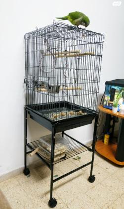 תוכי קוואקר האכלת יד מטובע בן חצי שנה