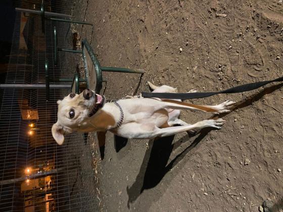 כלבה מעורבת כלב רוח עם כנעני
