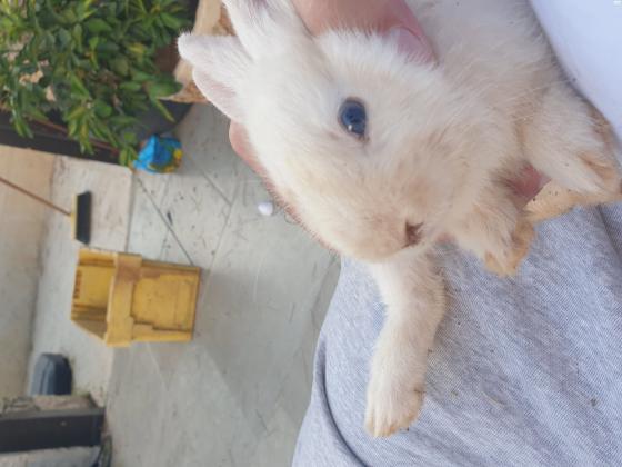 ארנבות ננסיות מהממות ויפייפיות, בנות